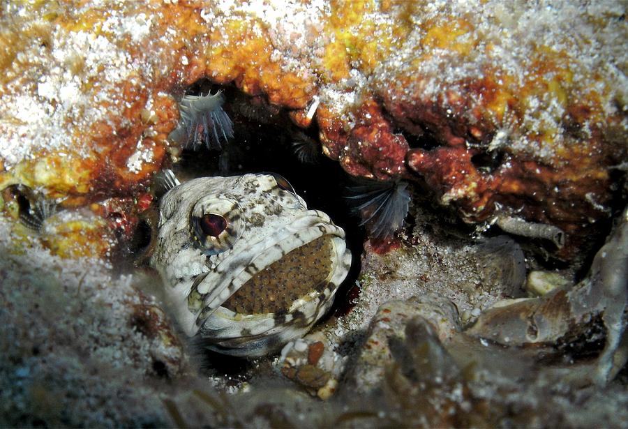 Banded Jaw Fish Photograph by Nina Banks | Fine Art America