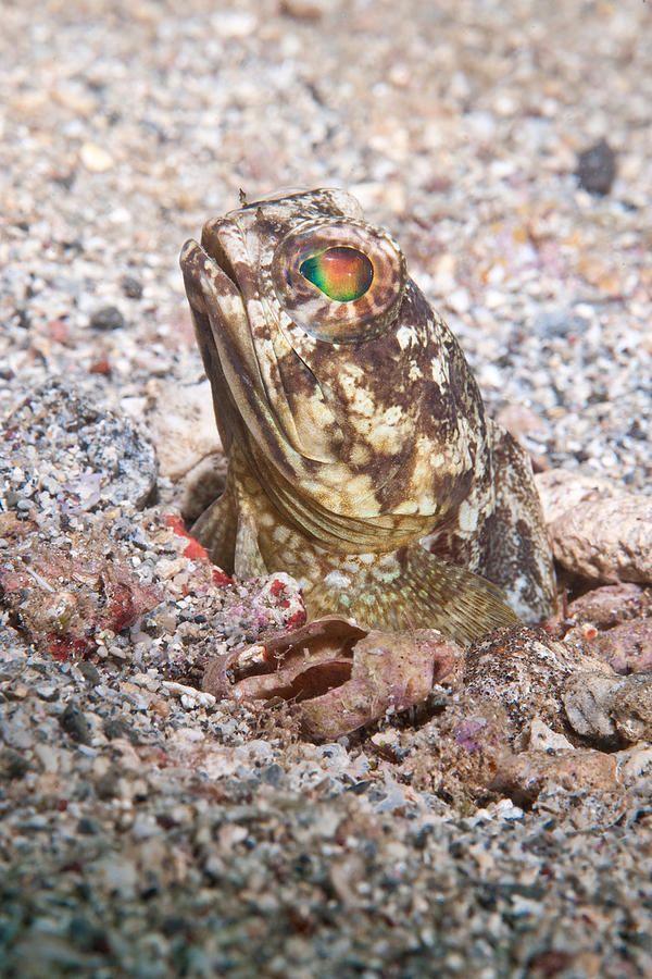 Banded Jawfish Photograph by Andrew J. Martinez