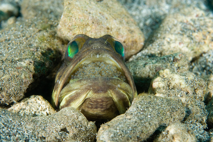 Banded Jawfish Incubating Eggs In Mouth Photograph by Andrew J. Martinez