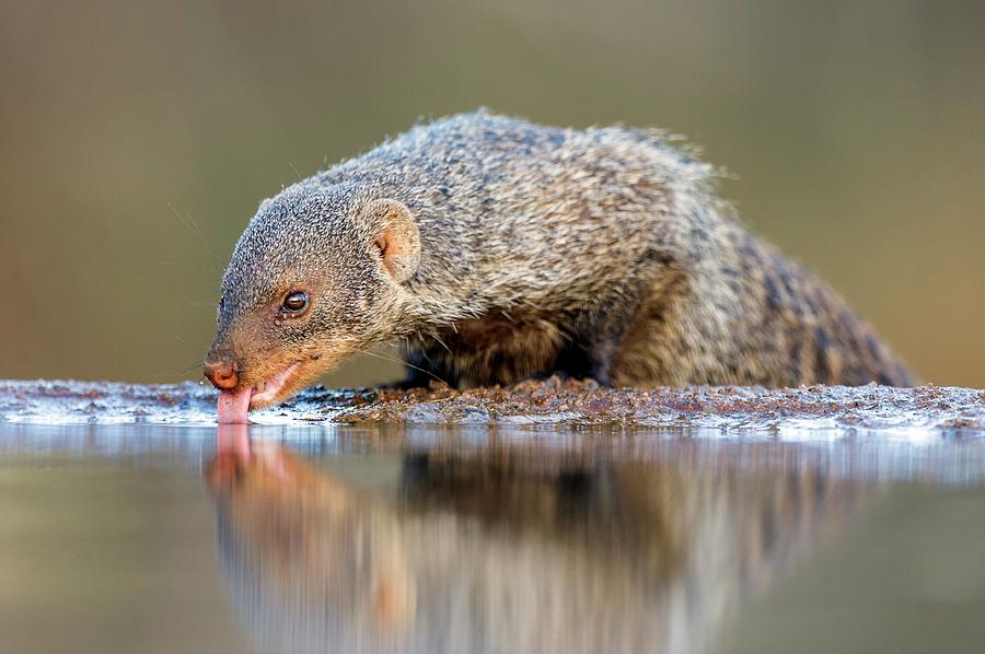 Banded Mongoose Drinking Photograph by Peter Chadwick