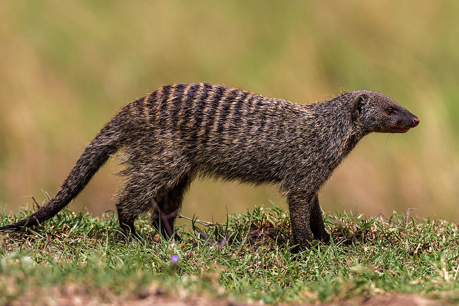 Banded Mongoose Photograph by Manoj Shah