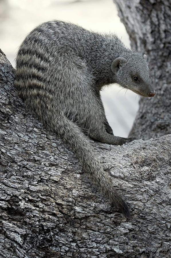 Banded Mongoose Photograph by Tony Camacho/science Photo Library