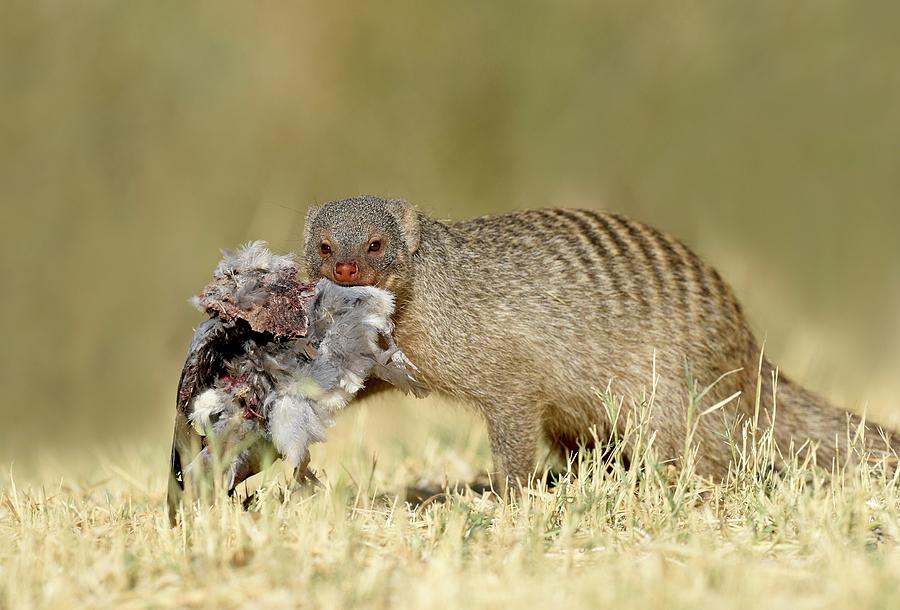 Banded Mongoose With Turtle Dove Carcass Photograph by Tony Camacho/science Photo Library