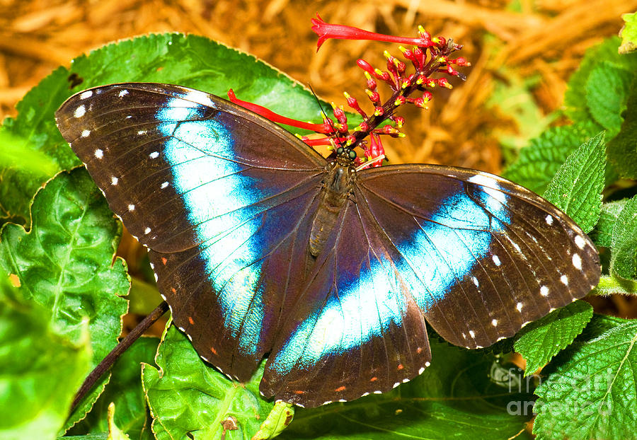 Banded Morpho Butterfly Photograph by Millard H. Sharp
