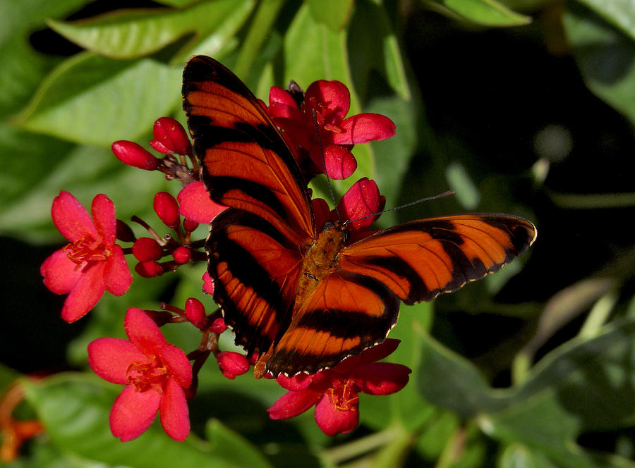 Banded Orange Butterfly. Photograph by Chris  Kusik