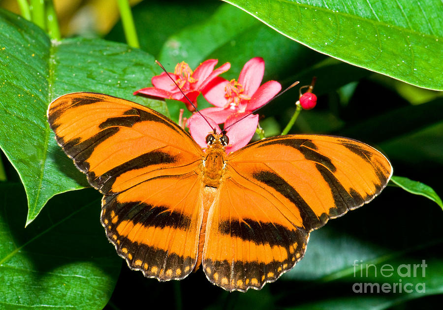 Banded Orange Butterfly Photograph by Millard H. Sharp