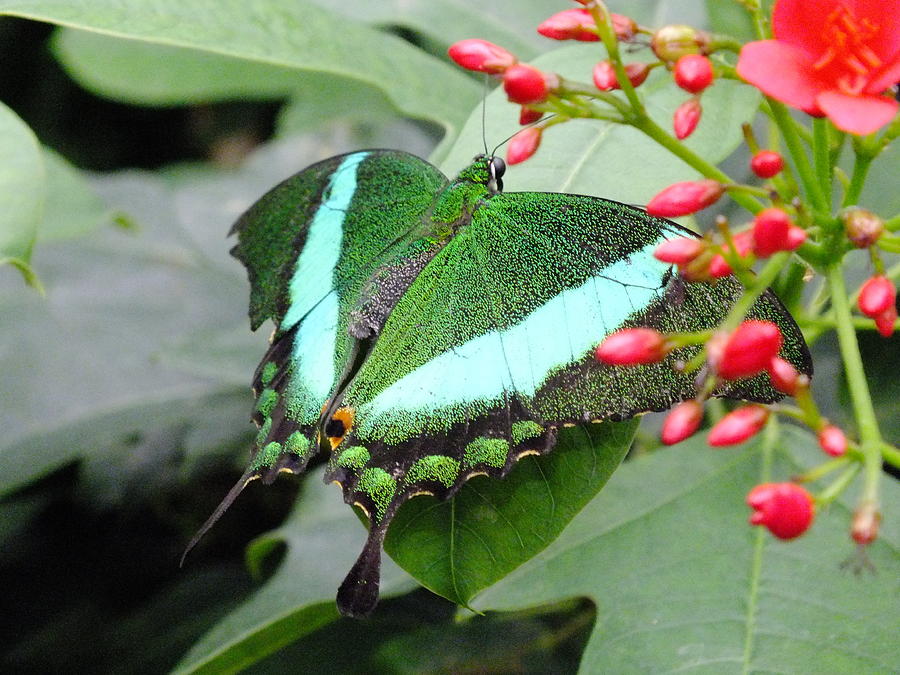 Banded Peacock Butterfly Photograph by Peggy King - Fine Art America