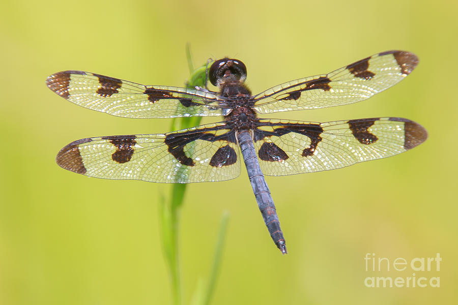 Animal Photograph - Banded Pennant Dragonfly by Clarence Holmes