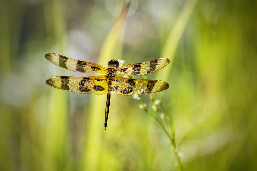 Banded Pennant Dragonfly Photograph by Jeanne May