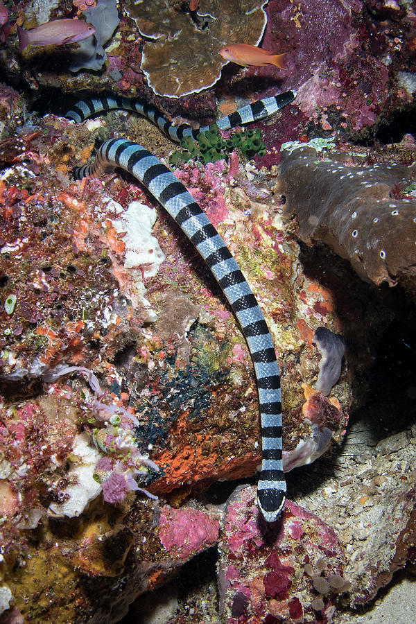 Banded Sea Krait In Komodo National Photograph by Brandi Mueller - Fine ...