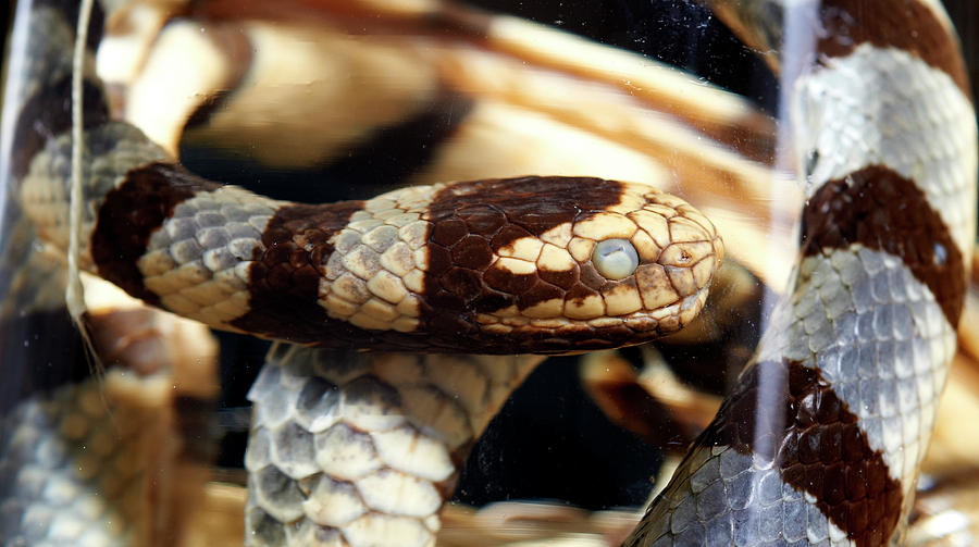 Banded Sea Krait Photograph by Natural History Museum, London