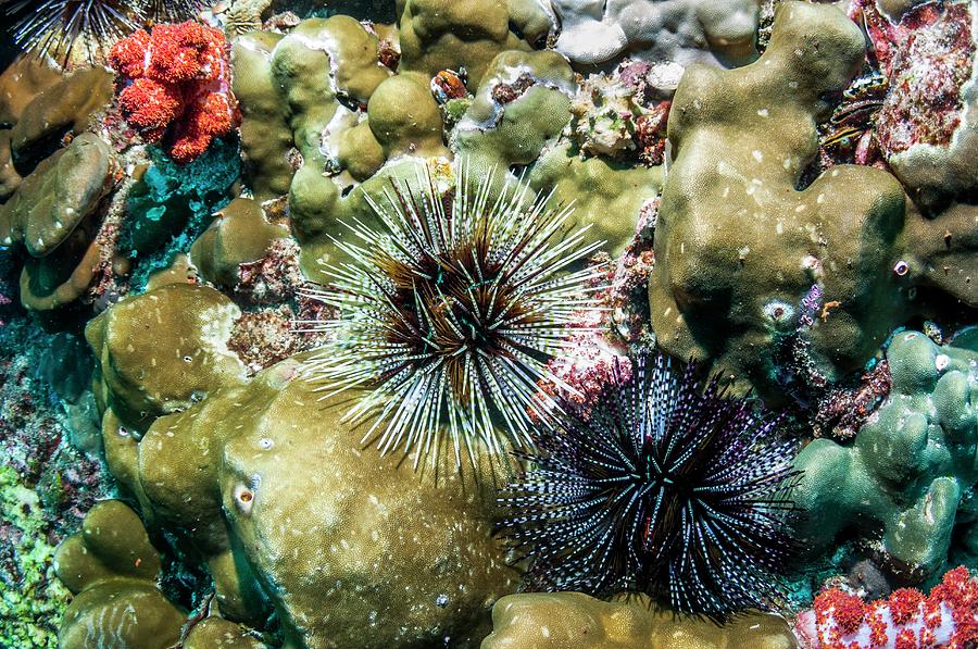 Banded Sea Urchins by Georgette Douwma/science Photo Library