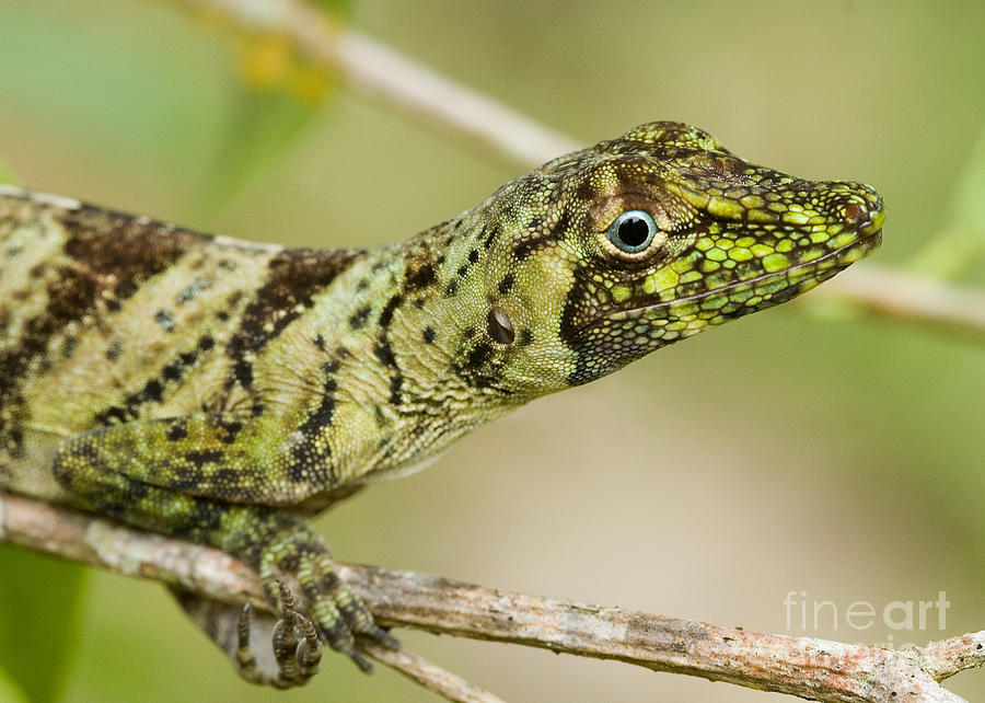 Banded Tree Anole Photograph by Natures Images Inc