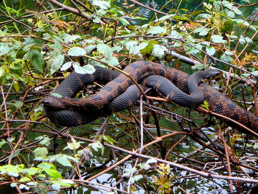 Banded Water Snake Pair 1 Photograph by Sheri McLeroy