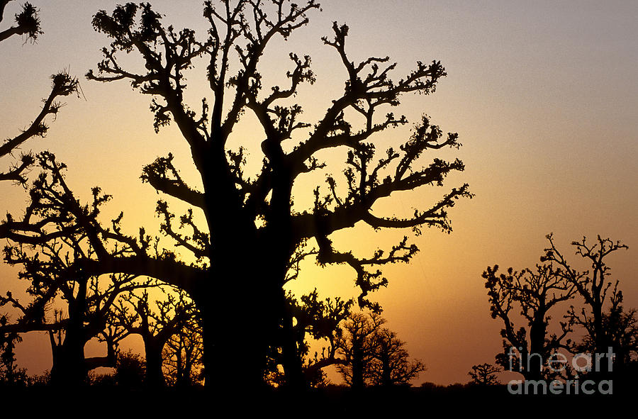 Forest Photograph - Bandia Baobabs Forest, Senegal by Adam Sylvester