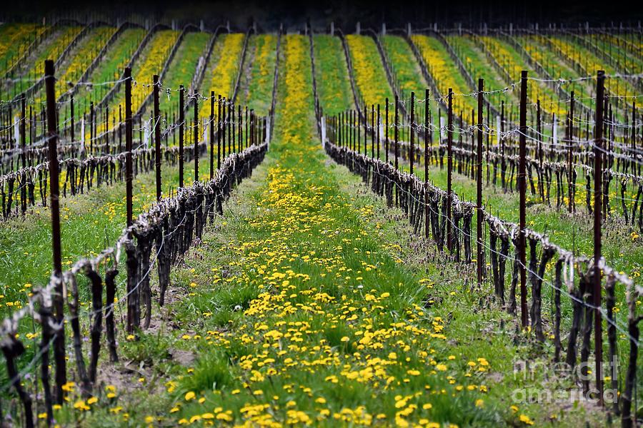 Bands of Gold in the Vinyard Photograph by Henry Kowalski