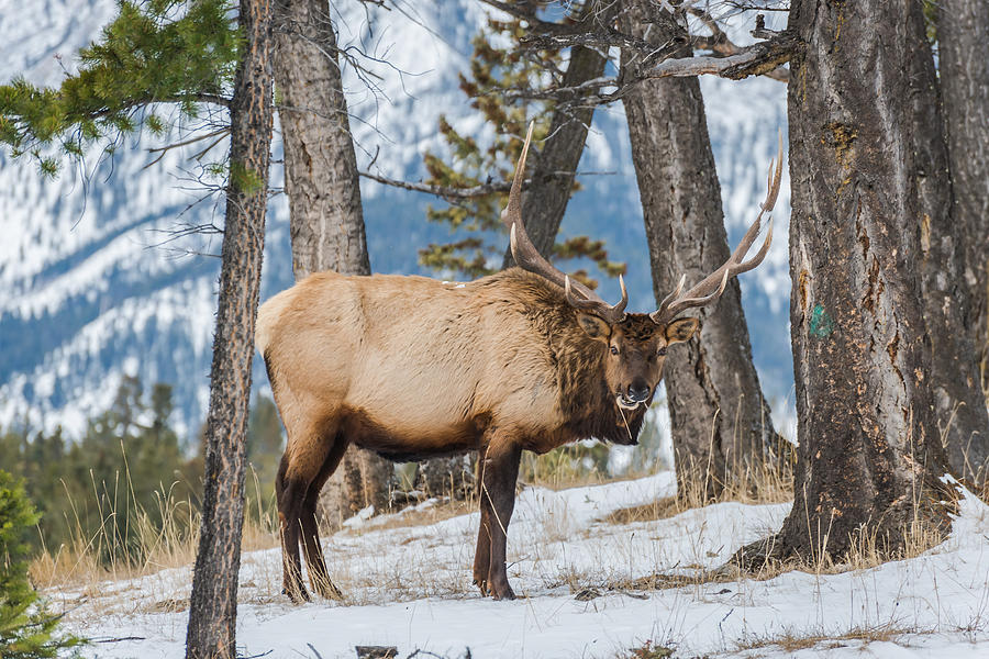 Banff Elk Photograph by Shutter Fotos - Pixels