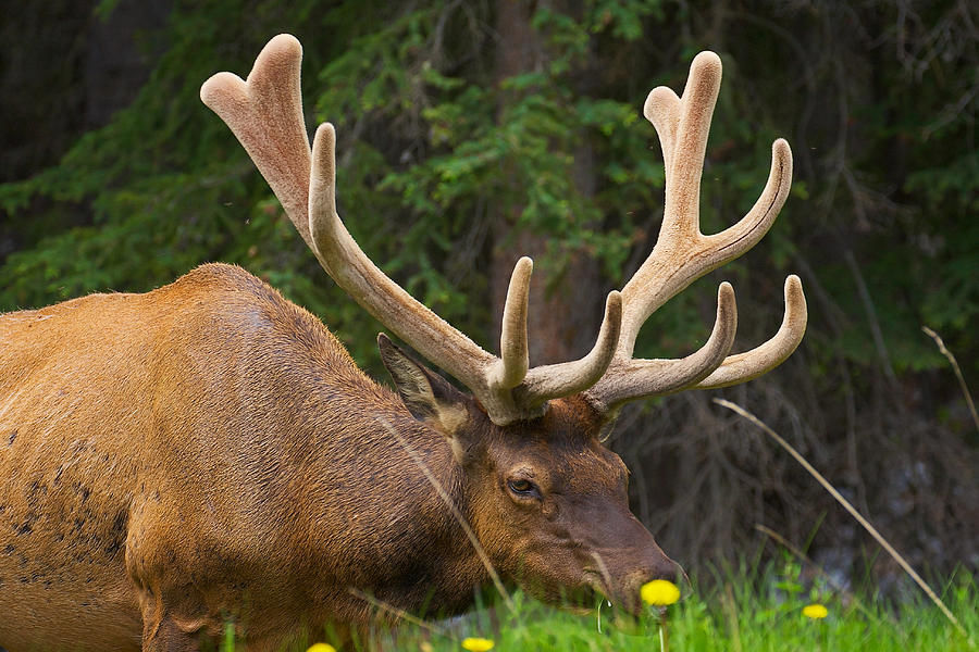 Banff Elk Photograph by Stuart Litoff