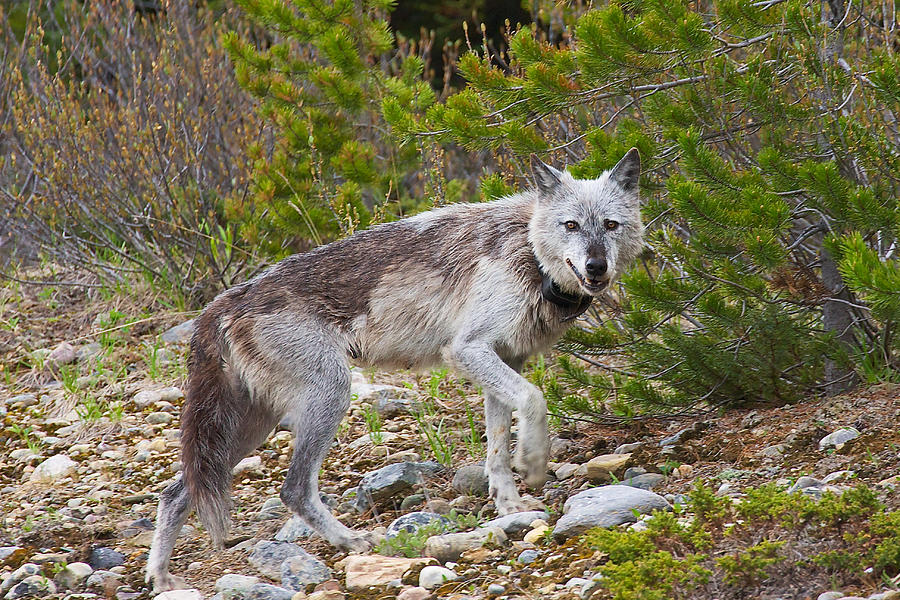 Banff Gray Wolf Photograph by Stuart Litoff