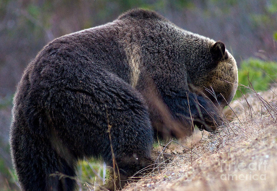 Banff Grizzly Bear 4 Photograph by Terry Elniski