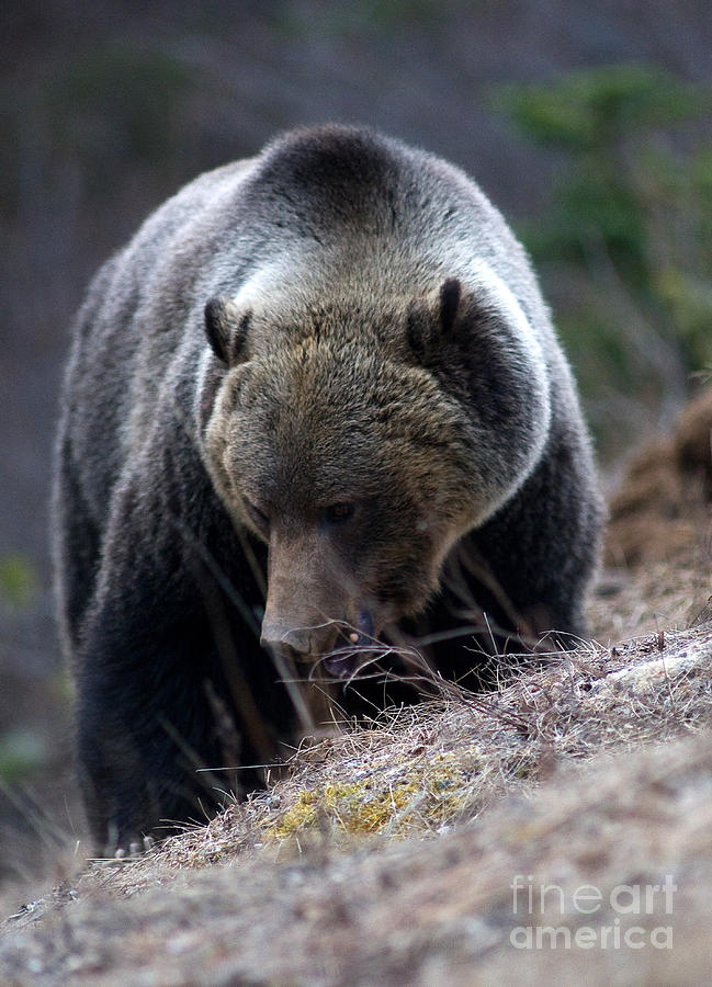 Banff Grizzly Bear 5 Photograph by Terry Elniski