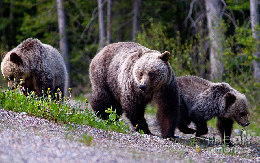Banff Grizzly Bear And Cubs 3 Photograph by Terry Elniski