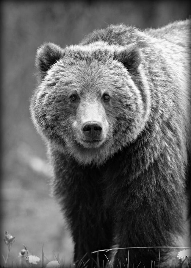 Banff National Park Photograph - Banff Grizzly in Black and White by Stephen Stookey