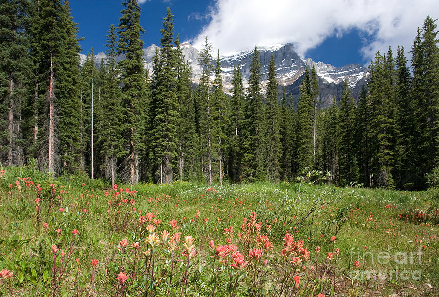 Banff Wildflowers Photograph by Chris Scroggins