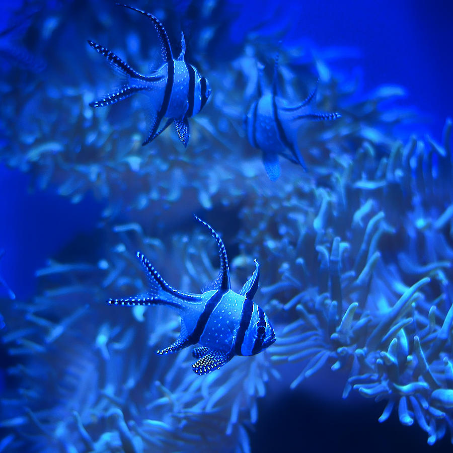 Fish Photograph - Banggai Cardinalfish - Aquarium Blue by Nikolyn McDonald
