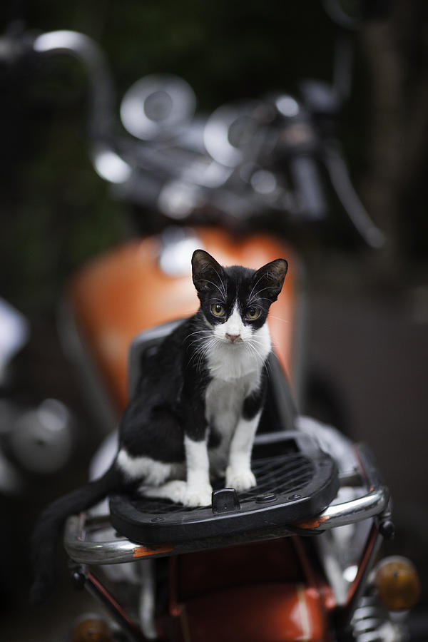 Bangkok Cat Photograph by David Longstreath