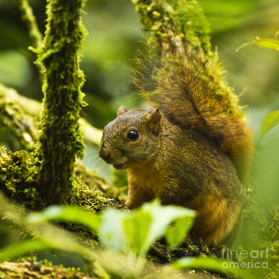 Bangs Mountain Squirrel I Photograph by Heiko Koehrer-Wagner
