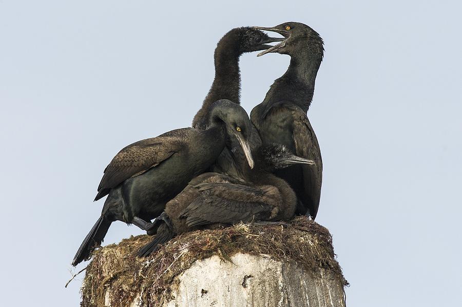 Animal Photograph - Bank cormorants feeding their chicks by Science Photo Library