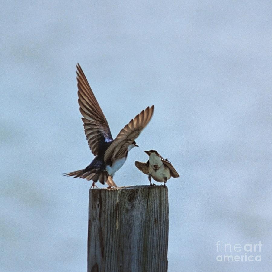 Bank Swallow Romance Photograph by John Harmon