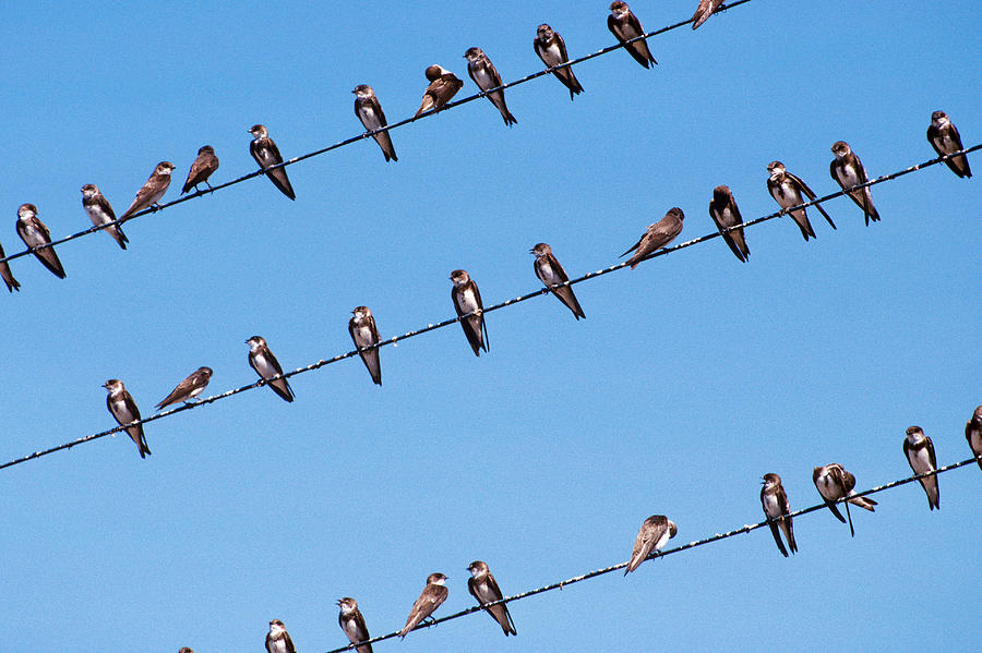Bank Swallows Photograph by Robert J. Erwin
