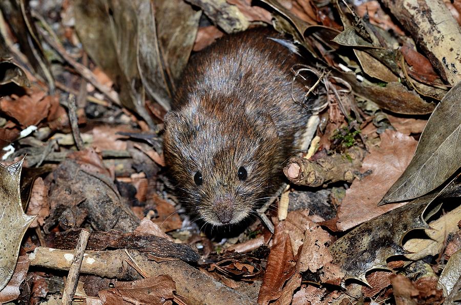 Bank Vole Photograph by Colin Varndell/science Photo Library - Fine Art ...