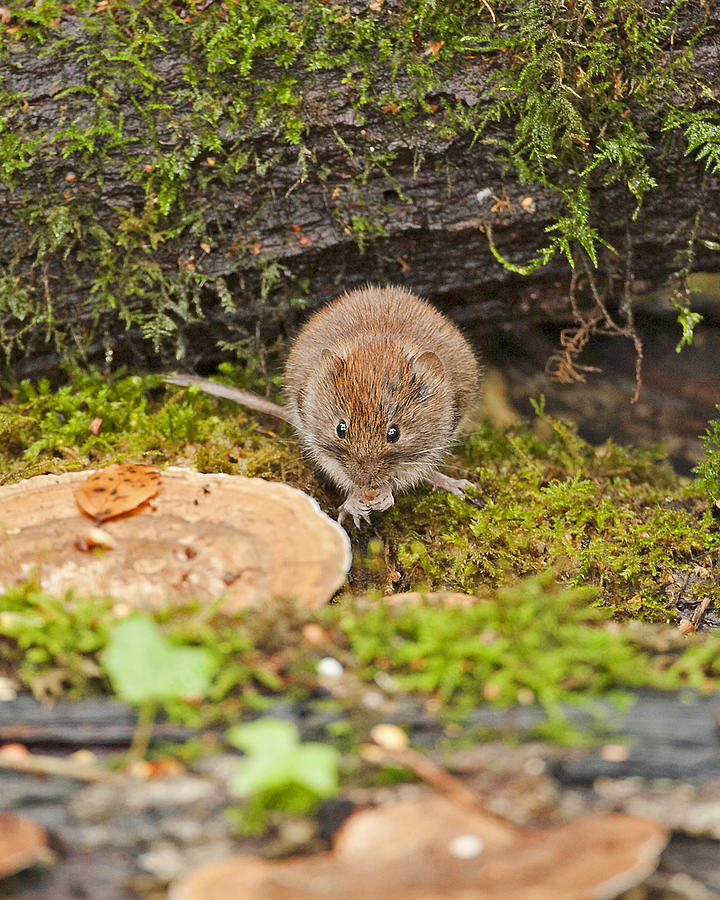 Bank Vole Photograph by Paul Scoullar