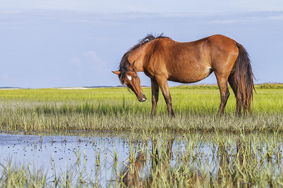 Banker Horse on the Tidal Flats Photograph by Bob Decker