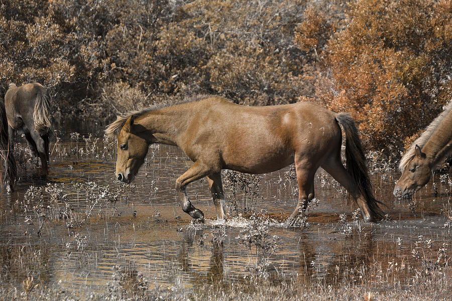 Horse Photograph - Banker Ponies by Betsy Knapp
