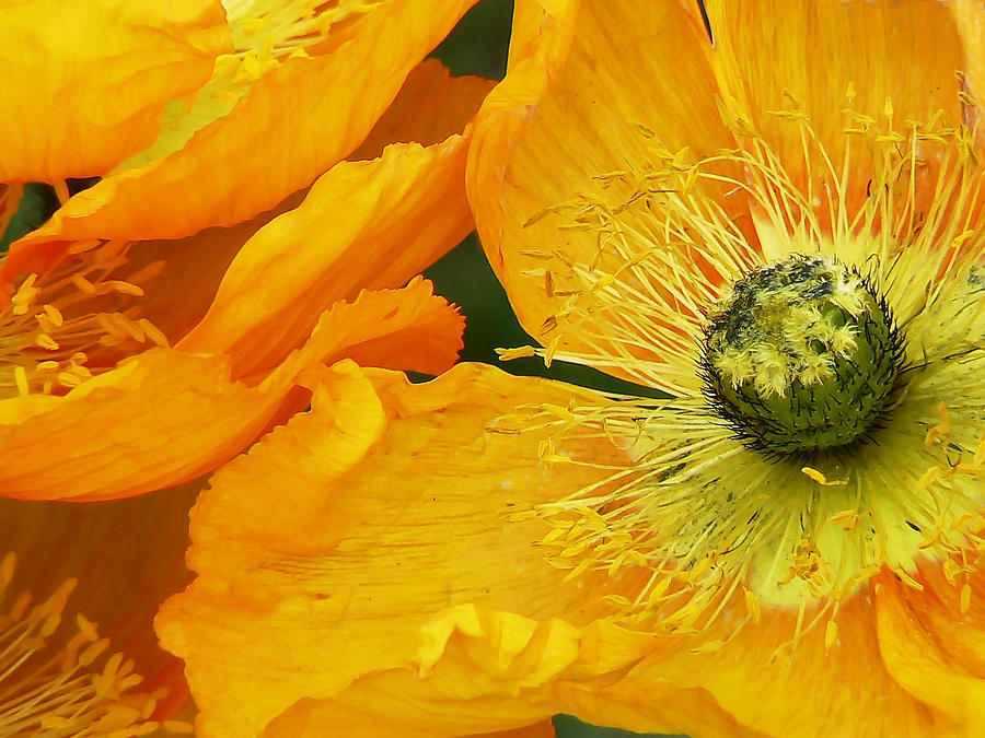 Banking on Sunshine Poppies Photograph by Pamela Patch