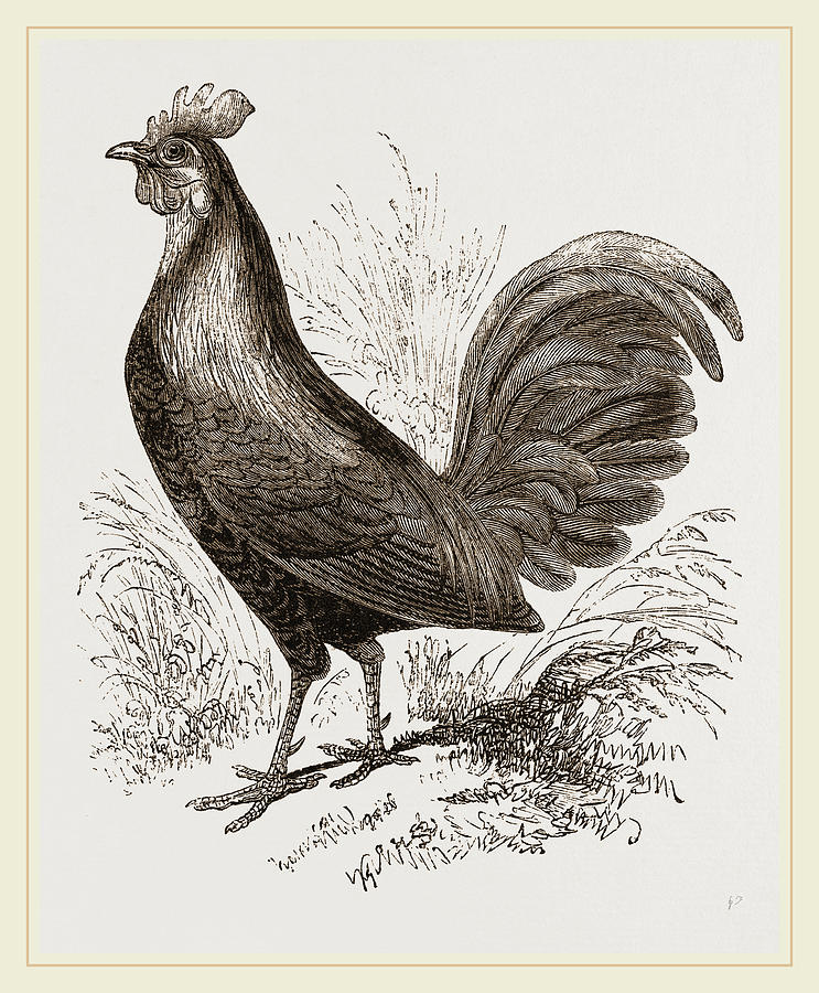 Bankiva Jungle Fowl Drawing by Litz Collection Fine Art America