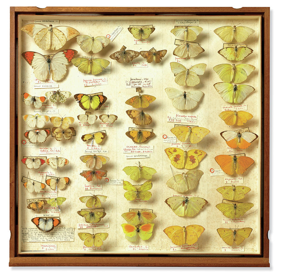 Butterfly Photograph - Banks Insect Collection by Natural History Museum, London/science Photo Library