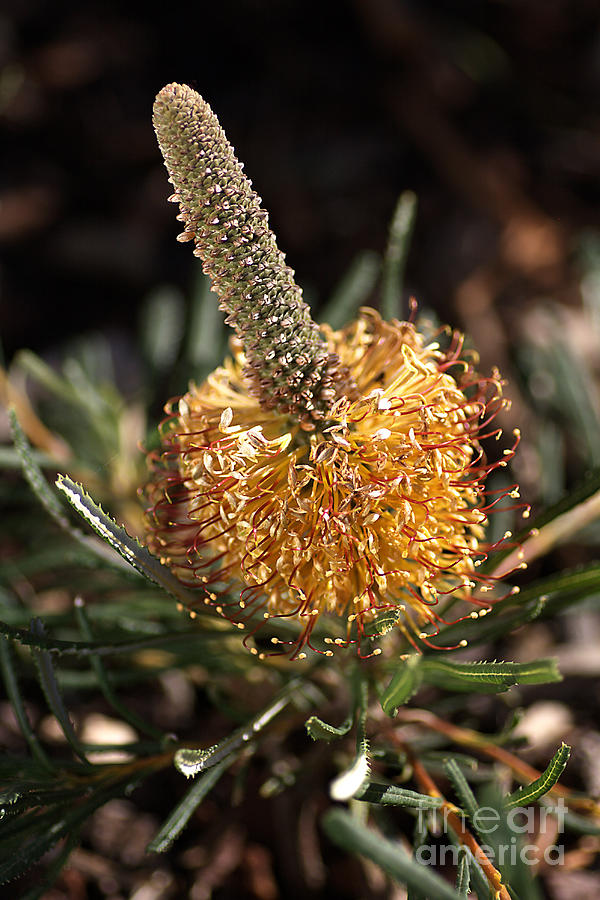Nature Photograph - Banksia Flower - Candle Flower by Joy Watson