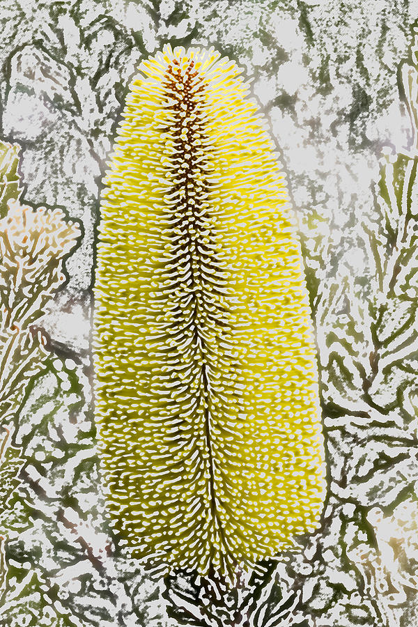 Banksia Flower Digital Art by Photographic Art by Russel Ray Photos