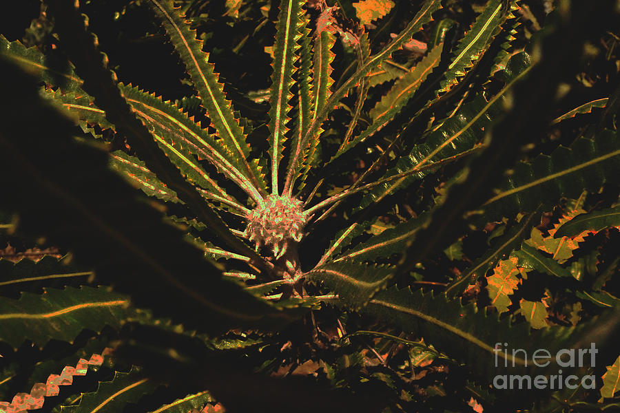 Banksia III Photograph by Cassandra Buckley