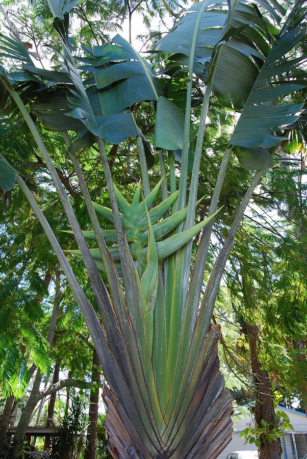 Bannana palm Photograph by Robert Floyd
