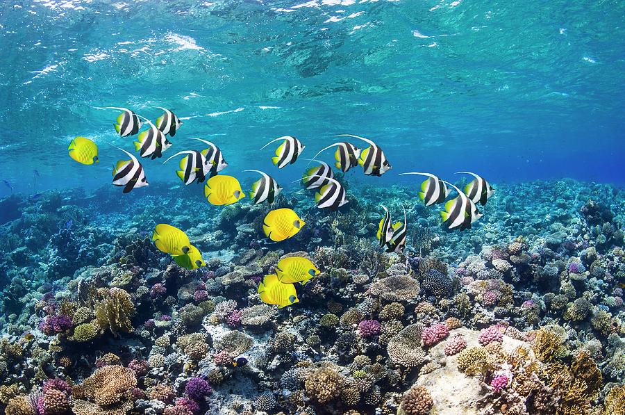 Bannerfish And Butterflyfish On A Reef Photograph by Georgette Douwma ...