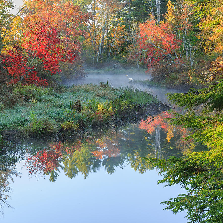 Tree Photograph - Bantam River Autumn Square by Bill Wakeley