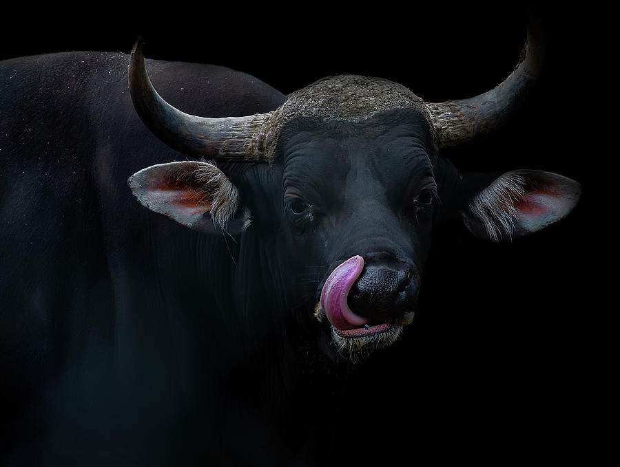 Banteng Bull Photograph by Photo By Steve Wilson