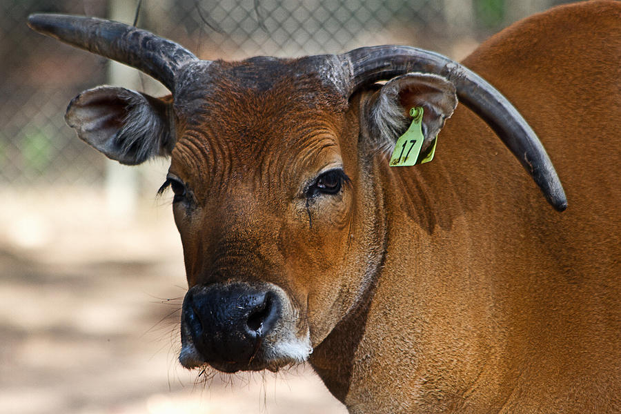Cattle Photograph - Banteng Girl by Miroslava Jurcik