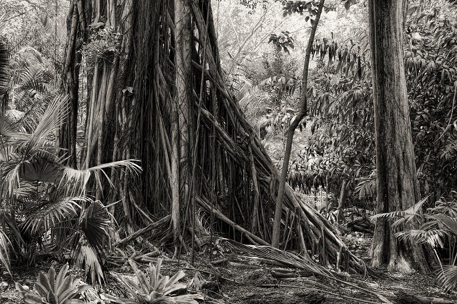 Strangler Fig and Cypress tree Photograph by Rudy Umans
